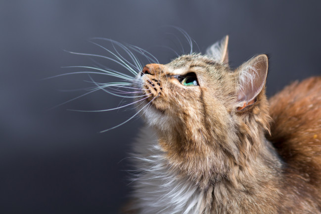 A cat with long whiskers