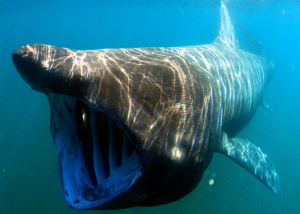 basking-shark-300x214.png
