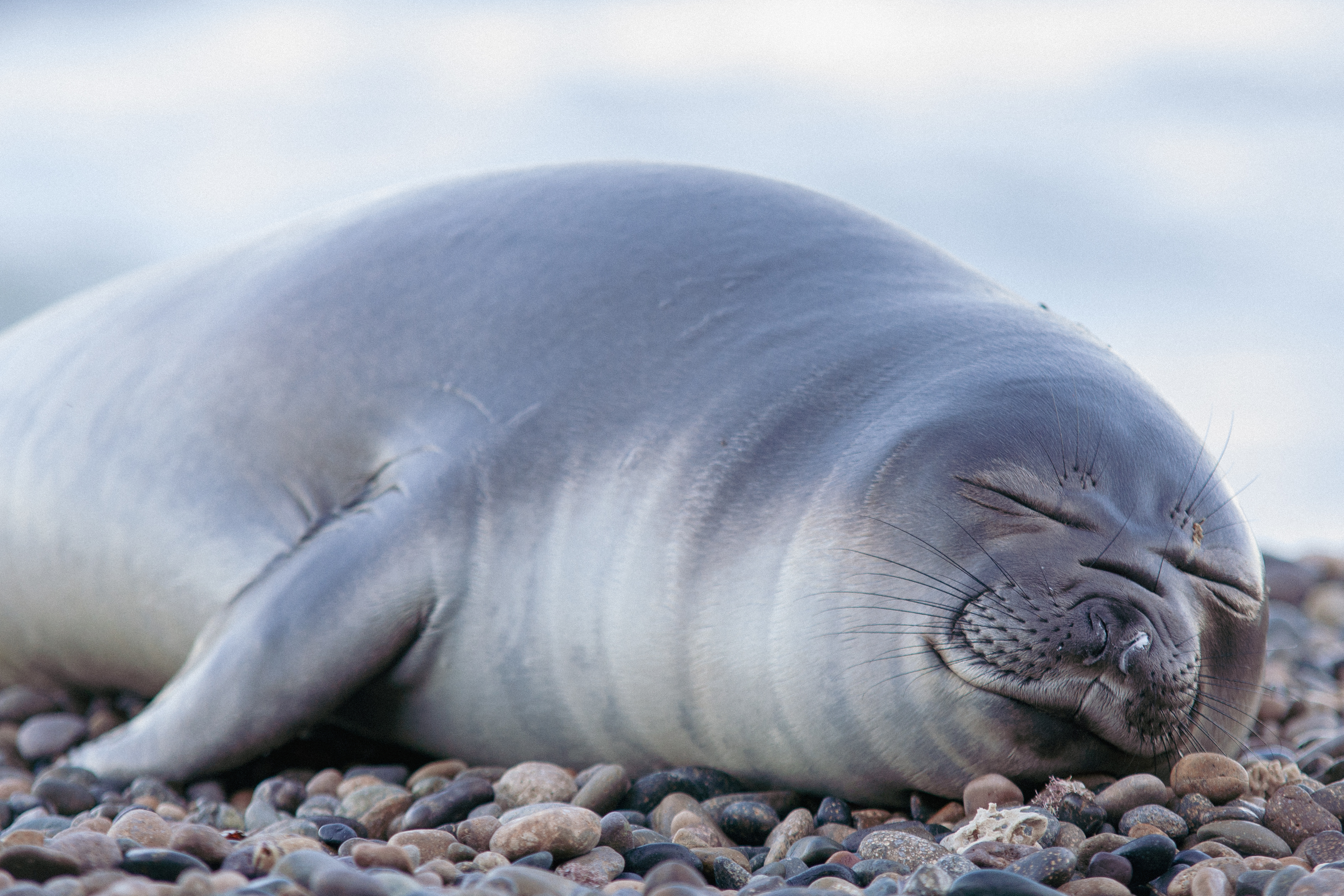 How Elephant Seals Take Naps During Deep Dives in the Ocean