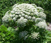 hogweed1.gif