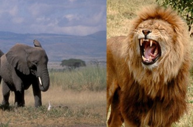 Older Elephants Know the Best Anti-Lion Moves | Discover Magazine