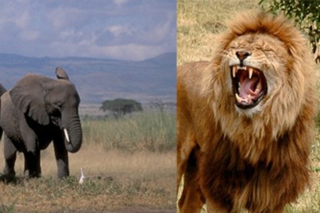 Older Elephants Know The Best Anti Lion Moves Discover Magazine