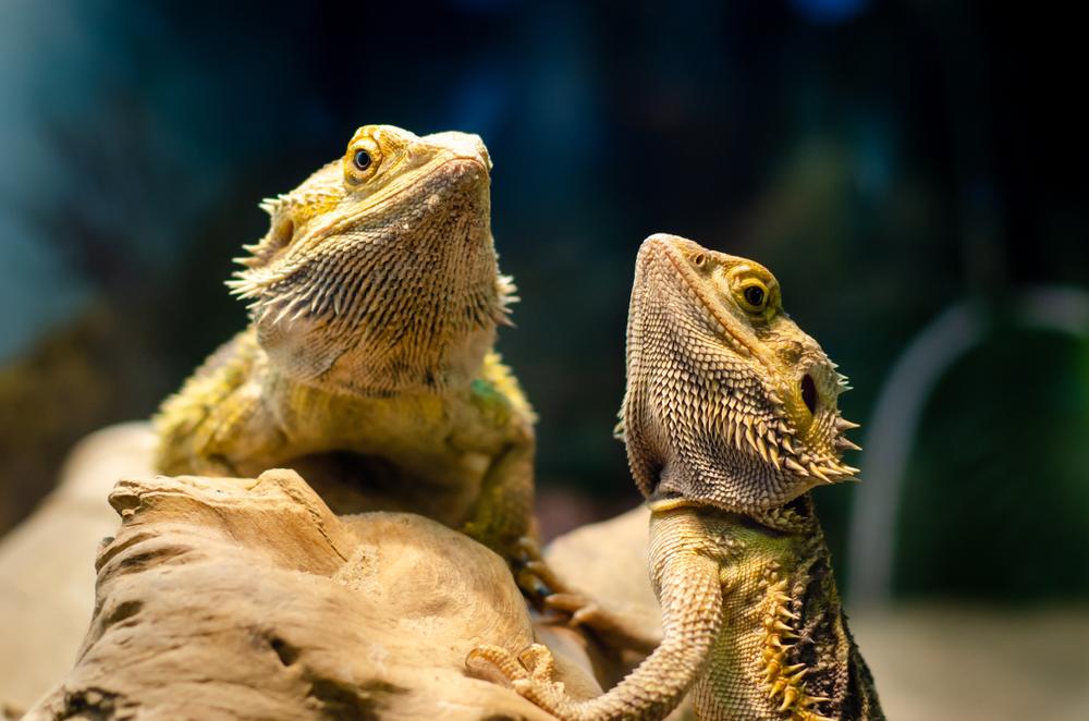 Evolutionary Insight: Inside the Brains of Reptiles and Amphibians thumbnail
