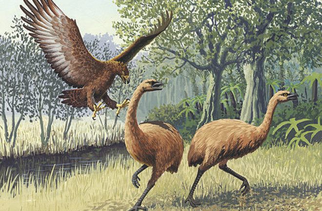 Giant Haasts eagle attacking New Zealand moa