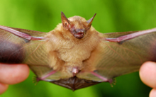 bat-littleyellow.jpg