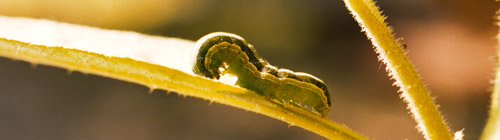 Spodoptera_exigua.jpg