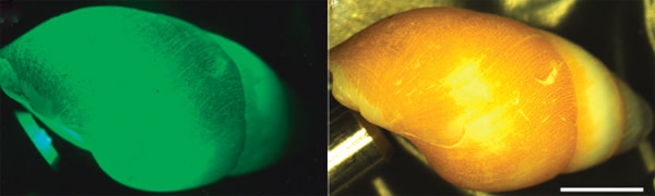 Glowing_snail.jpg