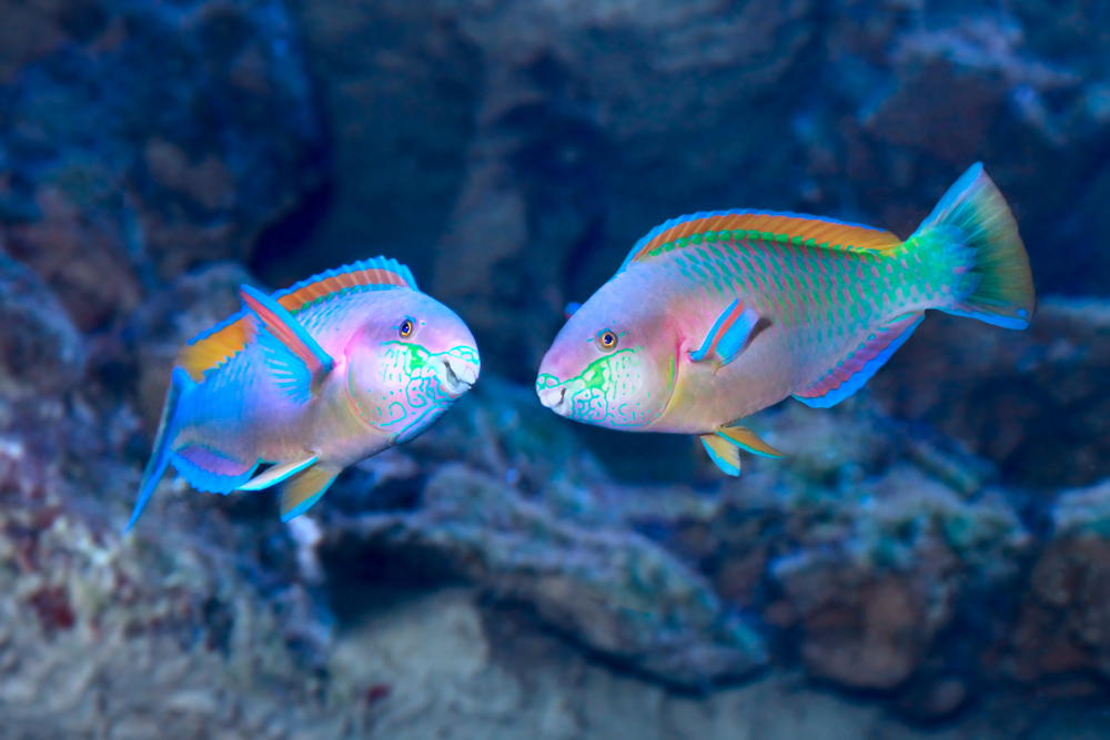 Yes, Fish Can Communicate Acoustically  | Discover Magazine