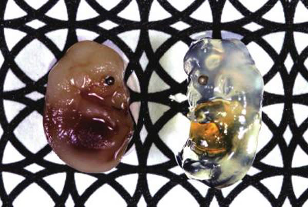 transparent-mouse.jpg