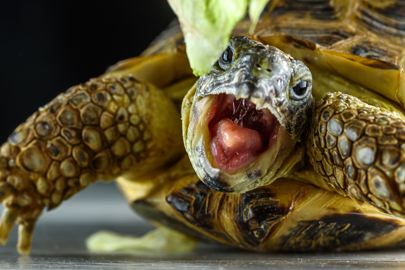 Surprise: Turtles and Nearly All Vertebrates With Lungs Make Sound