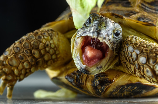 Surprise: Turtles and Nearly All Vertebrates With Lungs Make Sound |  Discover Magazine