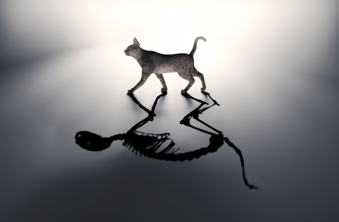 Schrodinger's cat - dead and alive - shutterstock 227038018 (1)