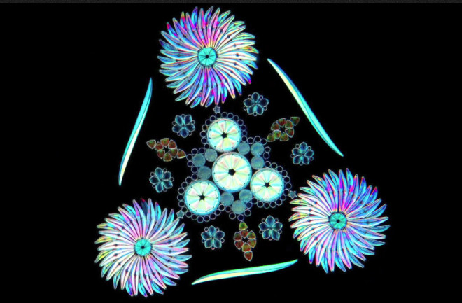 diatom.jpg