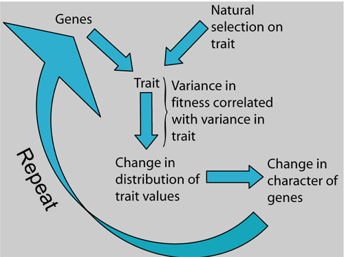 variancefitness.jpg