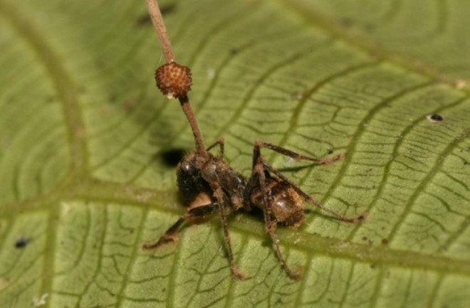 Carpenter Ant Cordyceps Fungus - Wikimedia Commons