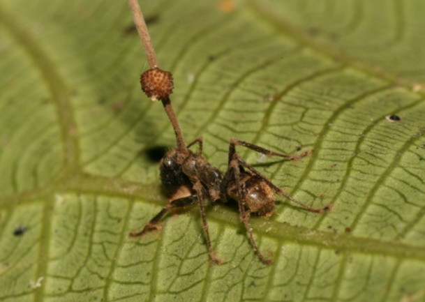 Carpenter Ant Cordyceps Fungus - Wikimedia Commons