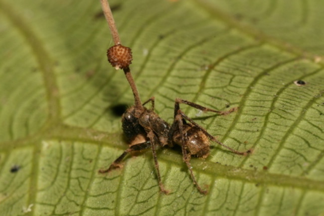 Carpenter Ant Cordyceps Fungus - Wikimedia Commons