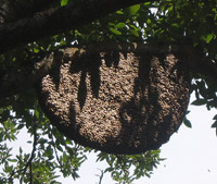Apis_dorsata_nest.jpg