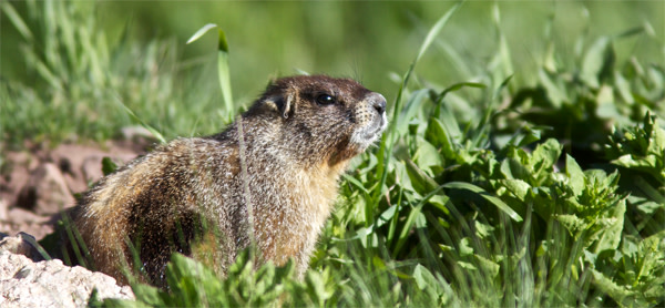 Marmot.jpg