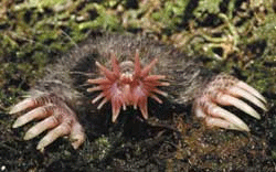 mole.gif