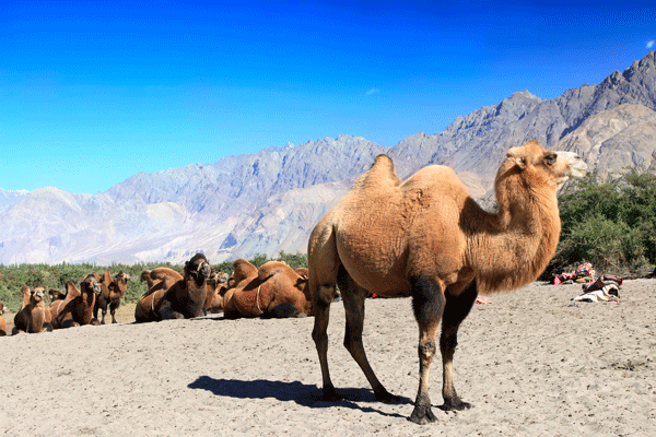 camel.gif