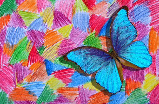 Blue butterfly illustration