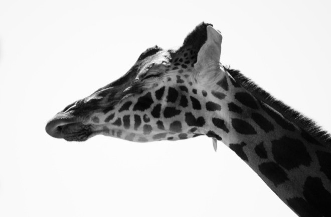 Giraffe asleep standing up - Shutterstock