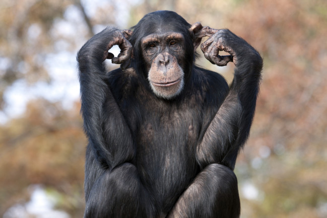 Chimpanzees Sway, Clap Their Hands When They Hear Music | Discover ...