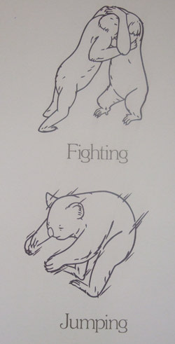 Surprisingthingsaboutkoalas.jpg