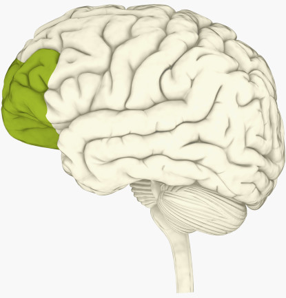 Digital illustration of prefrontal cortex of human brain