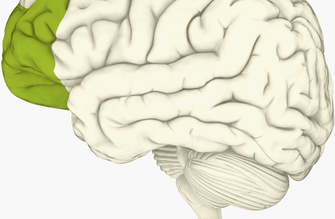 Digital illustration of prefrontal cortex of human brain