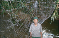 Darwin_bark_spider.jpg