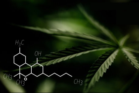 marijuana cbd - Shutterstock
