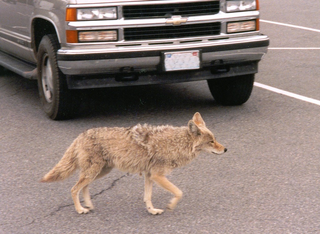 Why You Re More Likely To See A Coyote That S Sick Discover Magazine   7489976680 Fca956e633 K 1024x747 