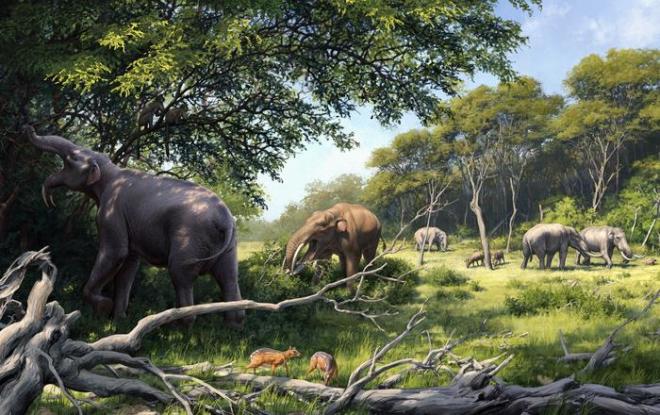 Evolution of Modern Elephants
