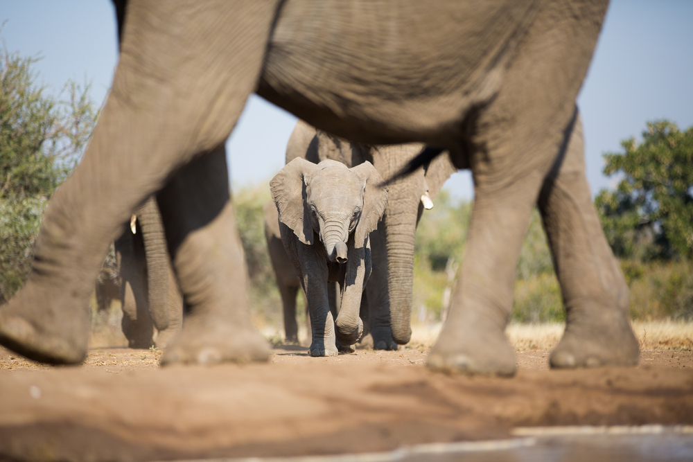 Baby Elephants Move With Herd Right After Birth