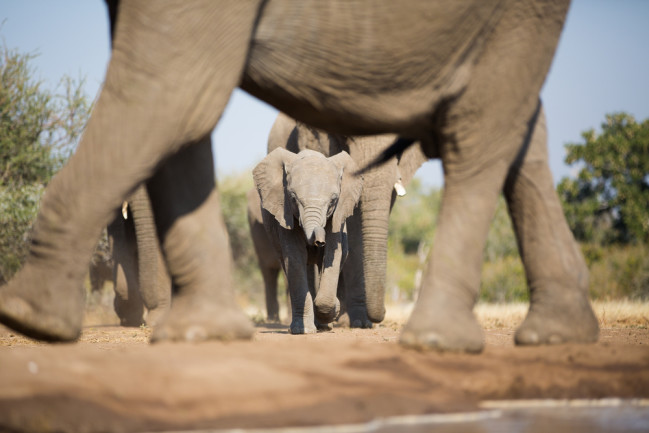 Baby Elephants Move With Herd Right After Birth | Discover Magazine