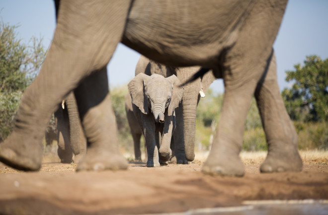 Baby elephant