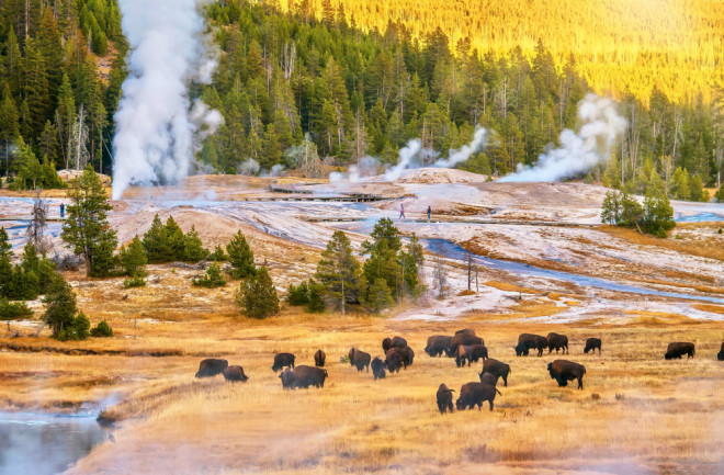 Bison at Upper Geyser Basin in Yellowstone