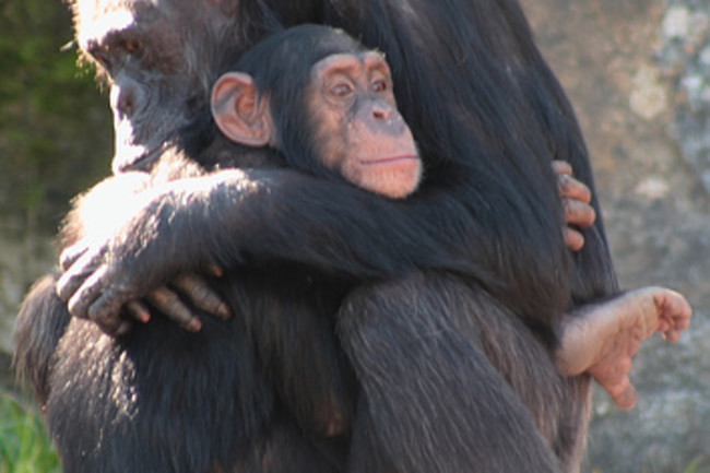 chimp.jpg