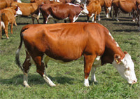 Cows.jpg