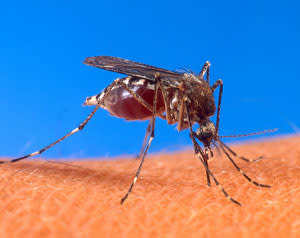 mosquito.jpg