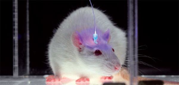 Mouse_optogenetics.jpg