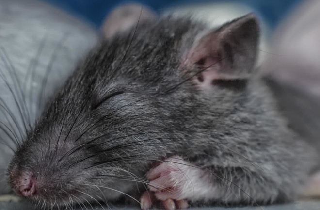 Rats Dream About the Places They Want to Explore