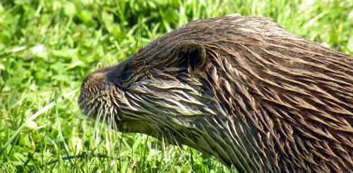 Otter.jpg