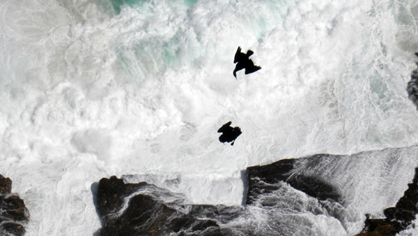Cormorants1.jpg