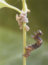 Caterpillarwasps.jpg