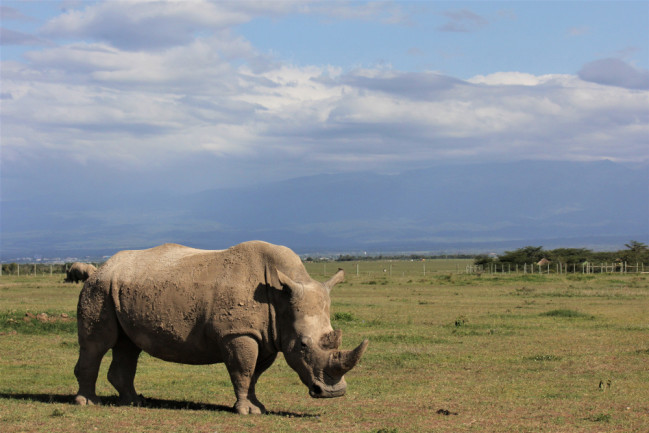 A northern white rhino grazes in its enclosure in Laikipia County, Kenya - shutterstock 1392587690