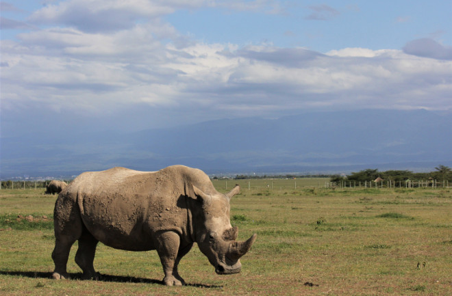 A northern white rhino grazes in its enclosure in Laikipia County, Kenya - shutterstock 1392587690
