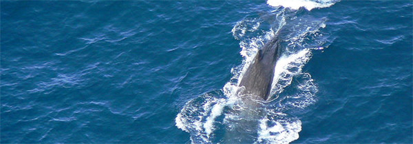 Sperm_whales.jpg